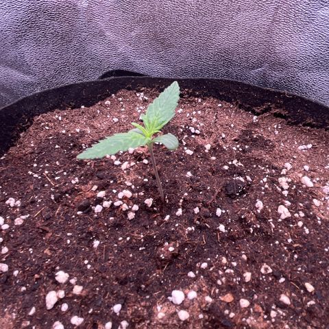 Pound Cake Auto growlog timeline photo