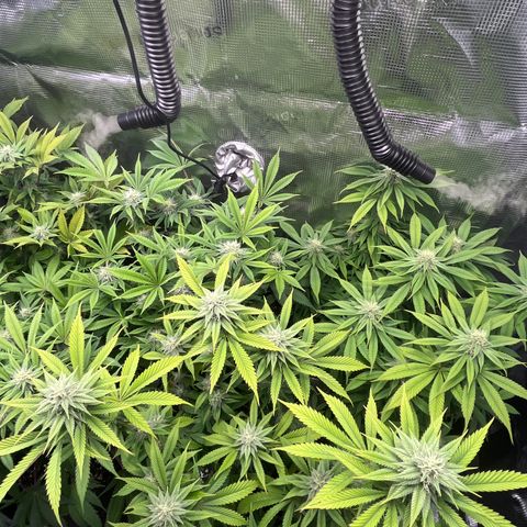 Runtz #1 growlog timeline photo