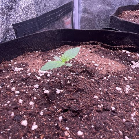 Wedding Glue Auto growlog timeline photo