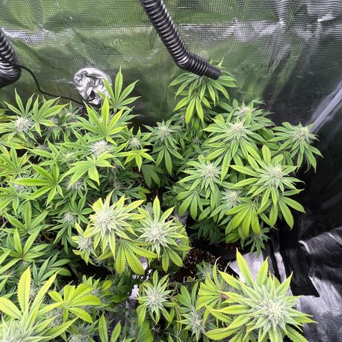 Runtz #1 growlog timeline photo