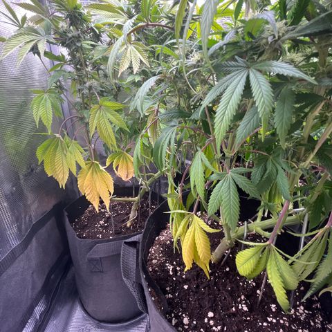 Runtz #1 growlog timeline photo