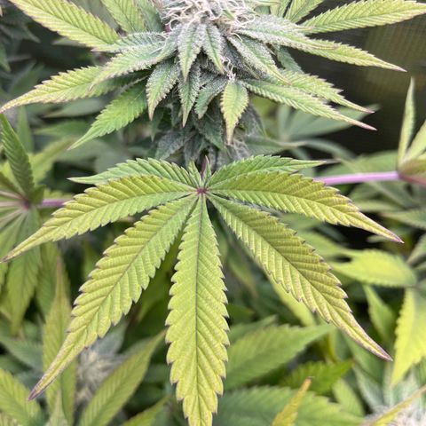 Runtz #1 growlog timeline photo
