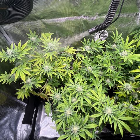 Runtz #1 growlog timeline photo