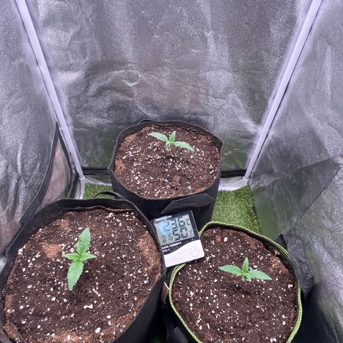 Pound Cake Auto growlog timeline photo