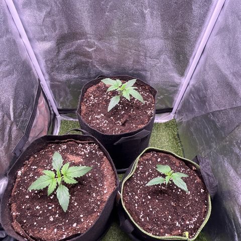 Pound Cake Auto growlog timeline photo