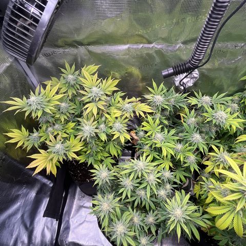 Runtz #1 growlog timeline photo