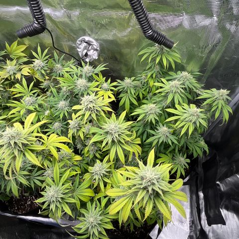 Runtz #1 growlog timeline photo