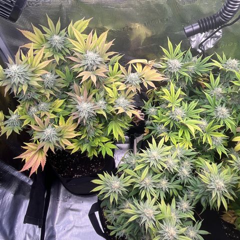 Runtz #1 growlog timeline photo