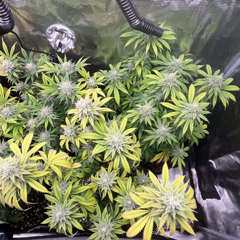 Runtz #1 growlog timeline photo