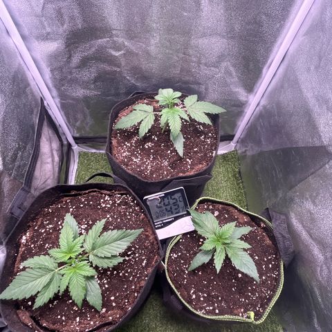Pound Cake Auto growlog timeline photo