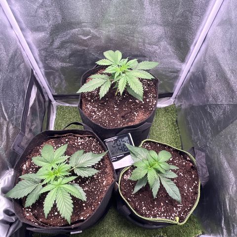 Pound Cake Auto growlog timeline photo