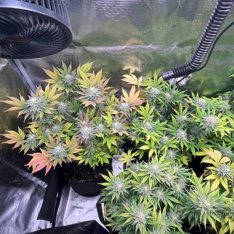 Runtz #1 growlog timeline photo