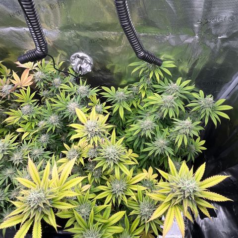 Runtz #1 growlog timeline photo