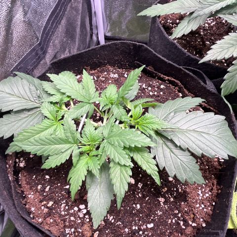 Wedding Glue Auto growlog timeline photo