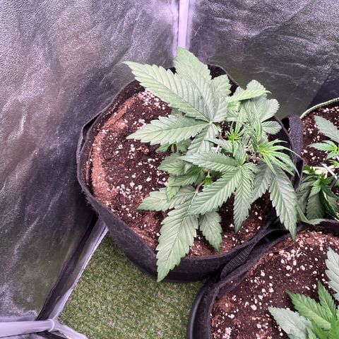 Pound Cake Auto growlog timeline photo