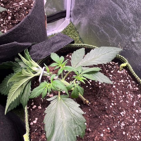 Strawberry Gorilla Auto growlog timeline photo