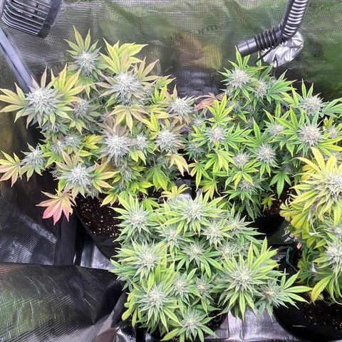 Runtz #1 growlog timeline photo
