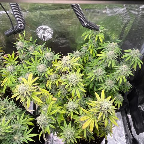 Runtz #1 growlog timeline photo