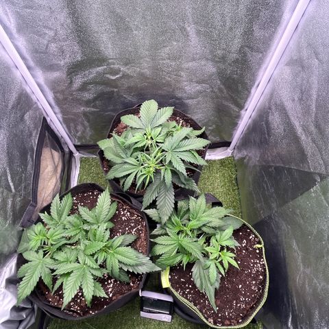 Pound Cake Auto growlog timeline photo