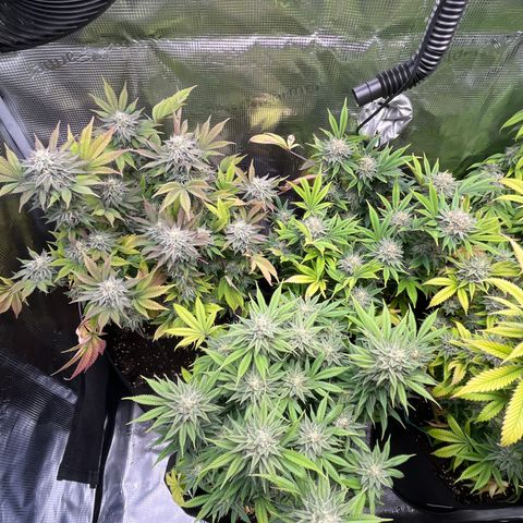 Runtz #1 growlog timeline photo