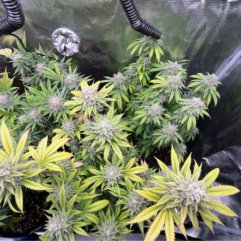 Runtz #1 growlog timeline photo