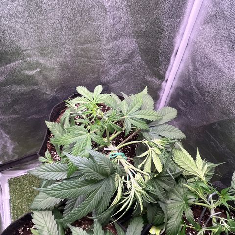 Pound Cake Auto growlog timeline photo