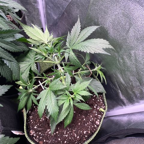 Strawberry Gorilla Auto growlog timeline photo