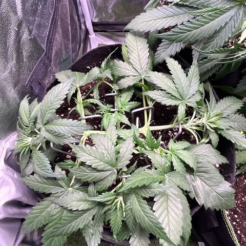 Wedding Glue Auto growlog timeline photo