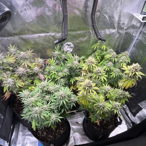 Runtz #1 growlog timeline photo