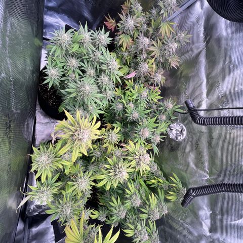 Runtz #4 growlog timeline photo