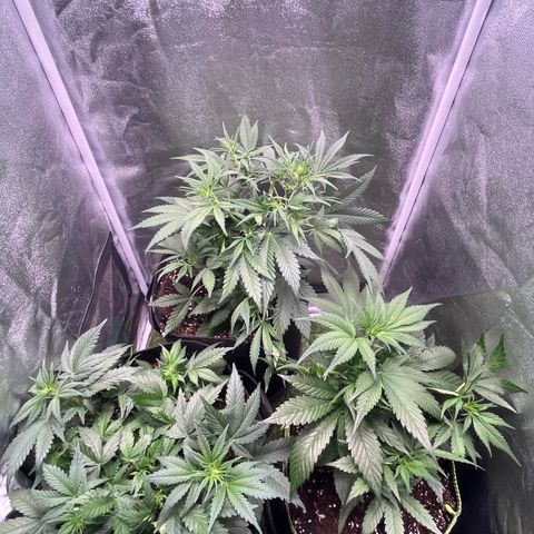 Pound Cake Auto growlog timeline photo