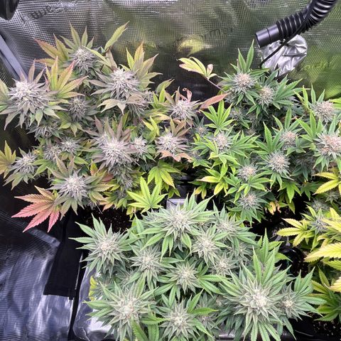 Runtz #1 growlog timeline photo