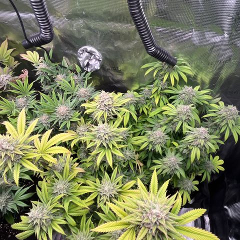 Runtz #1 growlog timeline photo