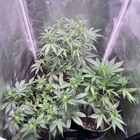 Pound Cake Auto growlog timeline photo