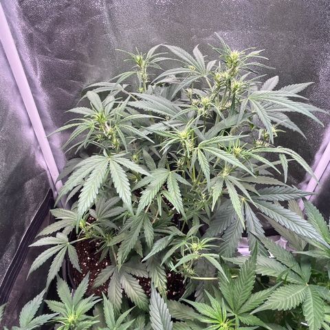 Pound Cake Auto growlog timeline photo