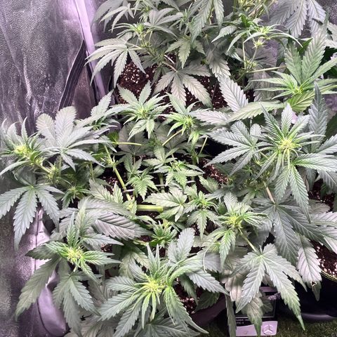 Wedding Glue Auto growlog timeline photo