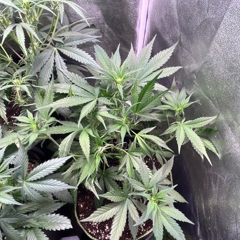 Strawberry Gorilla Auto growlog timeline photo