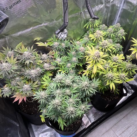 Runtz #1 growlog timeline photo