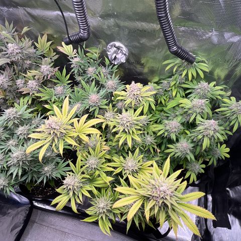 Runtz #1 growlog timeline photo