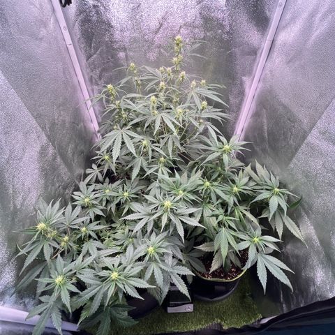 Pound Cake Auto growlog timeline photo