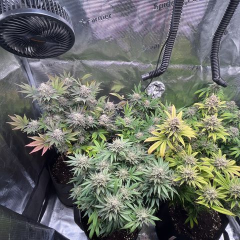 Runtz #1 growlog timeline photo