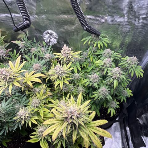 Runtz #1 growlog timeline photo