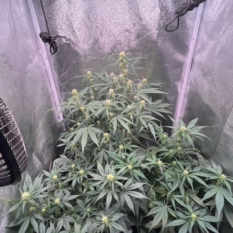 Pound Cake Auto growlog timeline photo