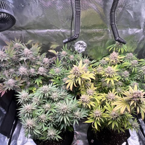 Runtz #1 growlog timeline photo