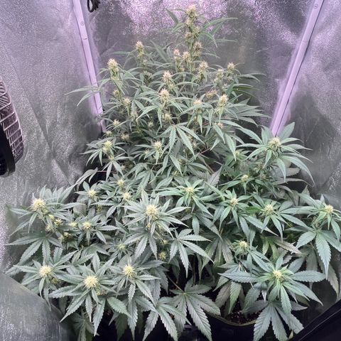 Pound Cake Auto growlog timeline photo