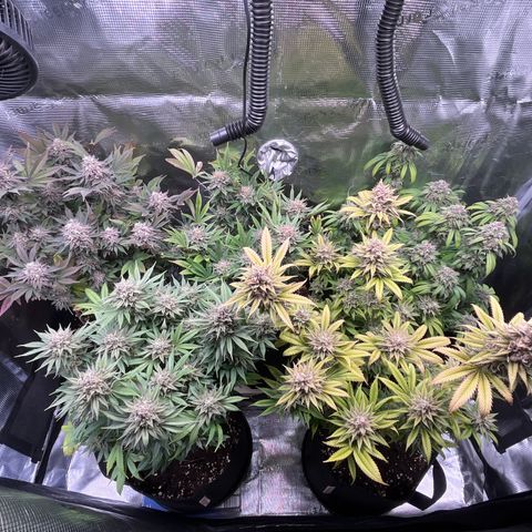 Runtz #1 growlog timeline photo