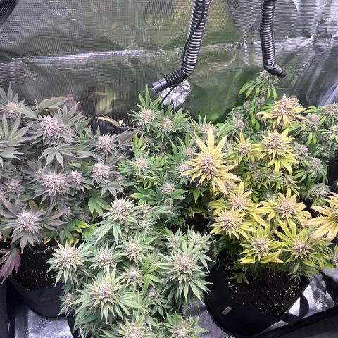 Runtz #1 growlog timeline photo