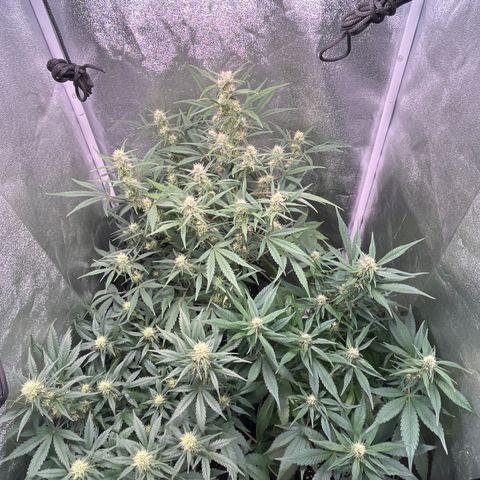 Pound Cake Auto growlog timeline photo