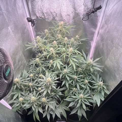 Pound Cake Auto growlog timeline photo