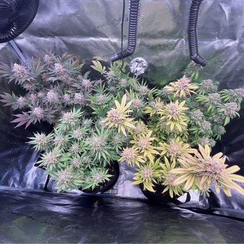 Runtz #1 growlog timeline photo